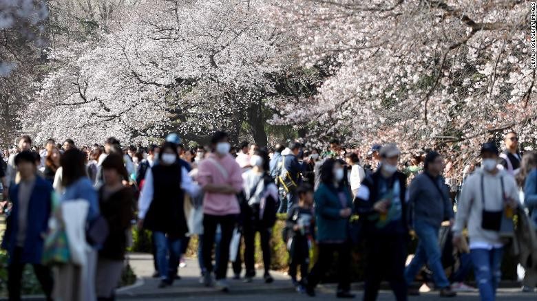 Bunga Sakura Jepang Mekar Terlalu Awal dalam 1.200 Tahun